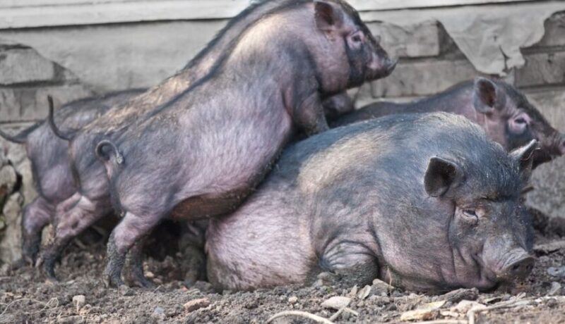 Origen del Cerdo Chato Murciano